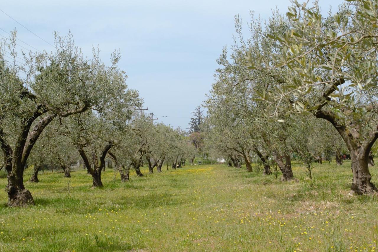 Olivemare Holidays Nea Iraklia Buitenkant foto